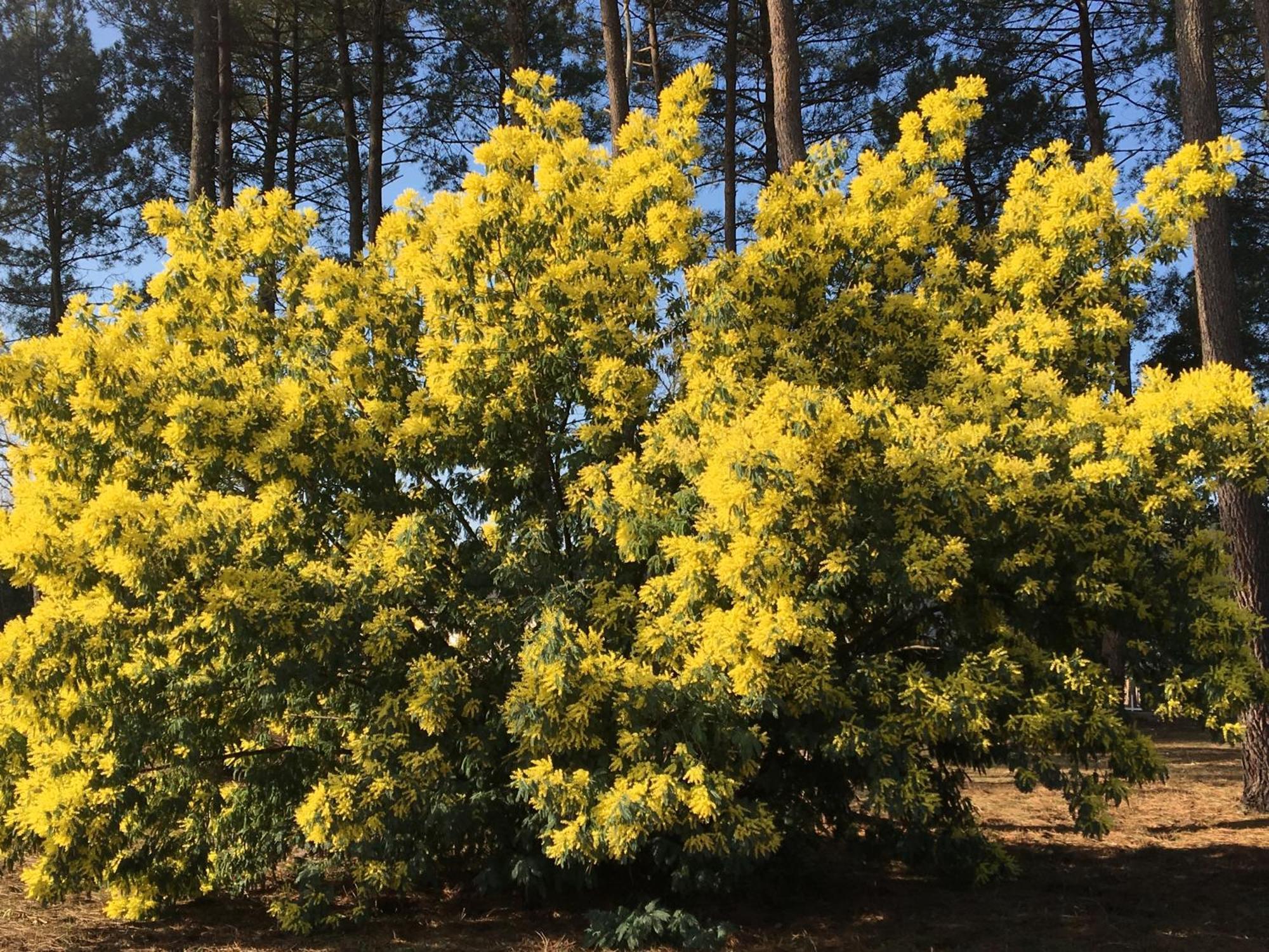 La Bergerie Des Landes Villa Lit-et-Mixe Luaran gambar