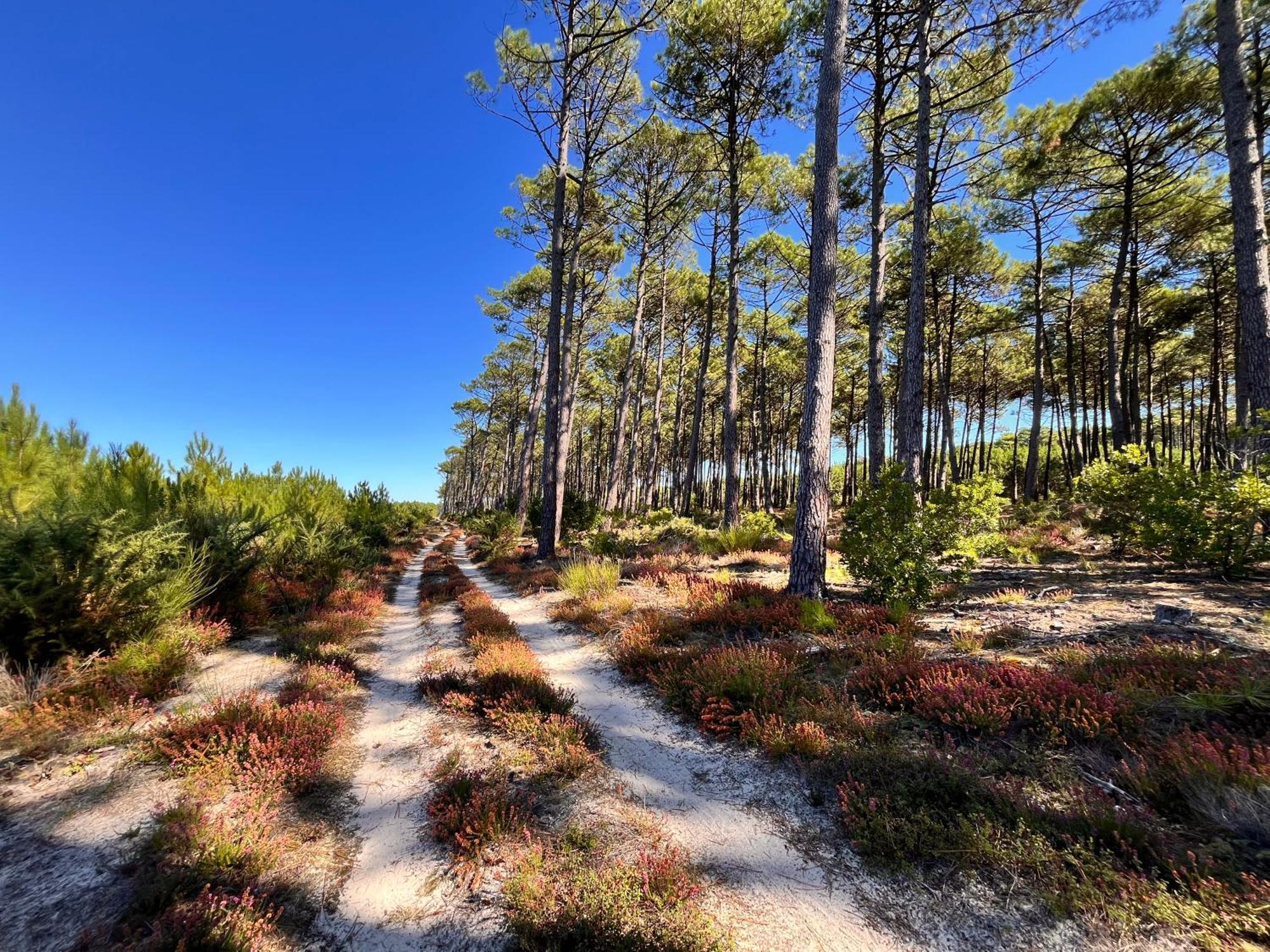 La Bergerie Des Landes Villa Lit-et-Mixe Luaran gambar